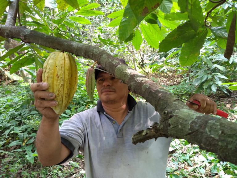 Bernabé Ramírez corta una mazorca de cacao - Foto: Gerardo Hernández  EE