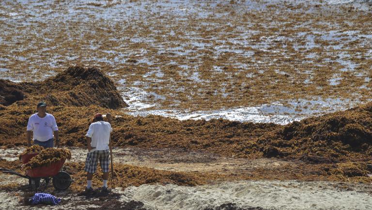 Sargazo en una playa de Cancún. Foto: Adolfo Valtierra / Cuartoscuro