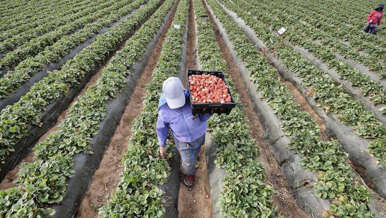 La Sader detalló que de las exportaciones agroalimentarias las hortalizas, frutas y bebidas representaron los principales grupos comercializados. Foto: AFP