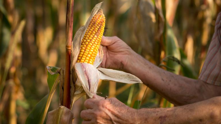 “Estamos de acuerdo con que se apoye a los pequeños productores; sin embargo, no se puede dejar de apoyar a los demás productores que compiten con otros países”, Bosco de la Vega, Presidente de la CNC. Foto EE: Archivo