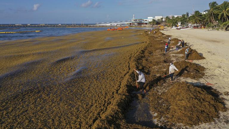 Sargazo en Quintana Roo