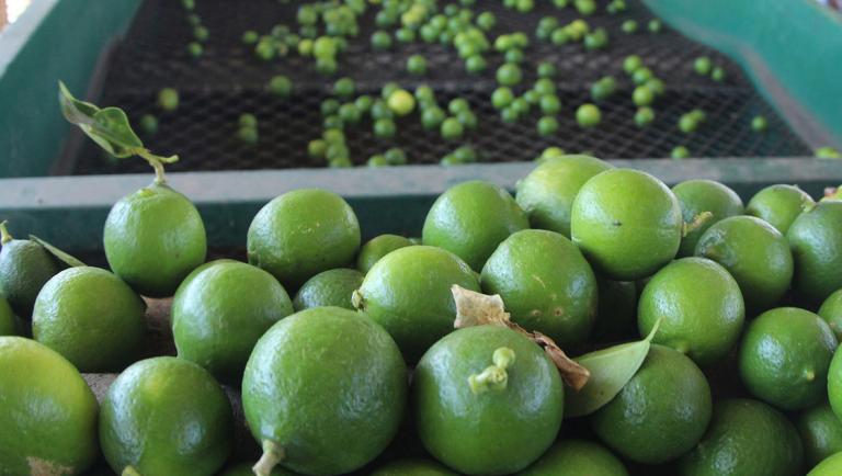 Aún con los incrementos en el nivel de precios, la inflación se mantiene controlada, principalmente por bajas importantes en el precio de algunos agropecuarios,como la naranja y el limón. Foto: Notimex