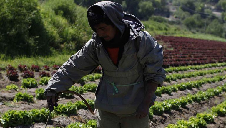 Farmers work at a lettuce field in the town of Ixmiquilpan