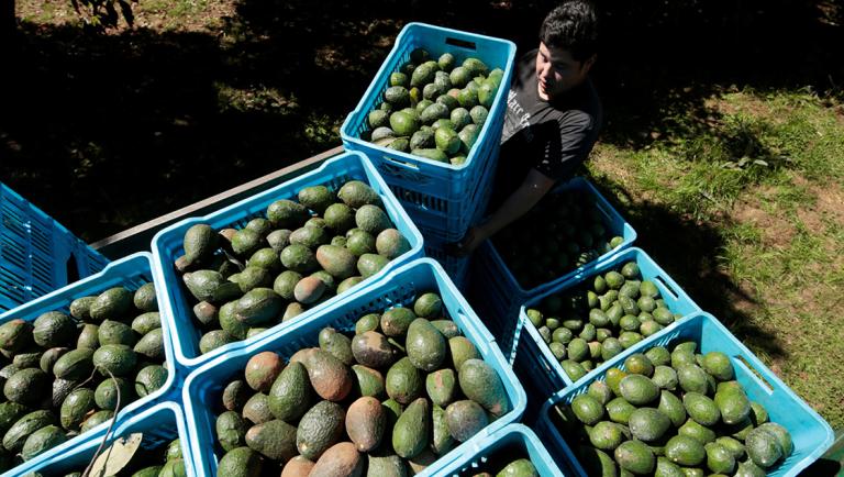 A farm worker carries boxes of avocados from La Joya de los Magueyes plantation in Tancitaro, in Michoacan state, Mexico, January 28, 2017. Picture taken January 28, 2017. REUTERS/Alan Ortega FOR EDITORIAL USE ONLY. NO RESALES. NO ARCHIVES.-NARCH/NARCH30