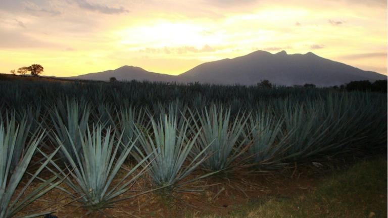 El CRT indicó que la fabricación del tequila es la más regulada y vigilada en México, desde su producción hasta su colocación en los anaqueles. Foto: EE Archivo.