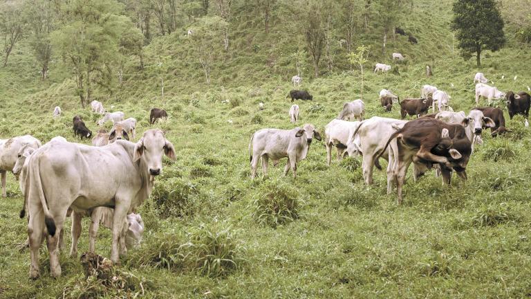 Healthy,Cows,Roam,And,Graze,On,Hilly,Lush,Pastures,In