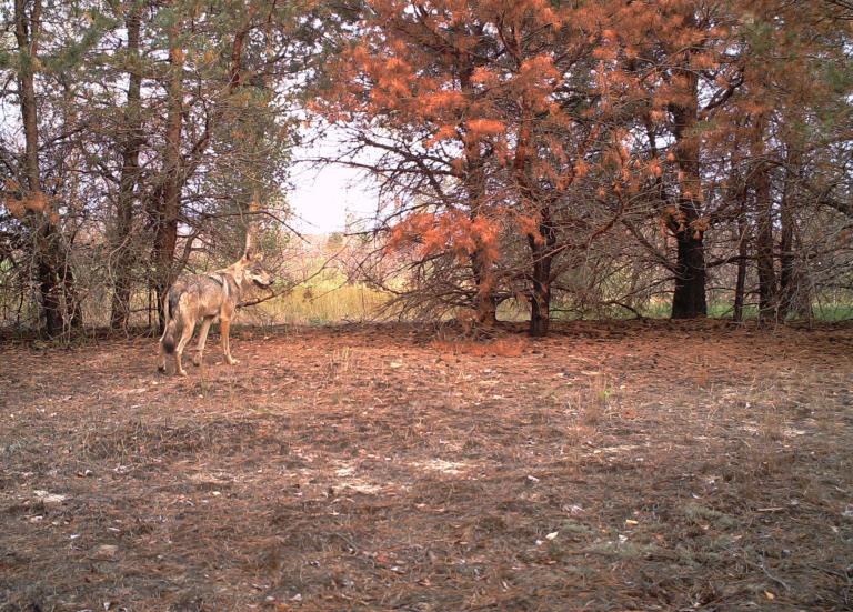 Lobo en el interior del bosque rojo de la zona de exclusión de Chernóbil, Ucrania, en septiembre de 2016. Foto: REDFIRE Project / Nick Beresford, Sergey Gashchak