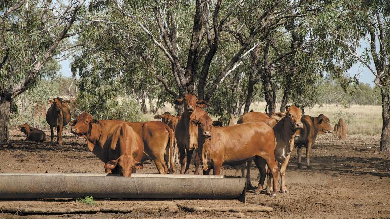 Cattle,Stand,Near,A,Water,Trough,,And,Drink,,On,An