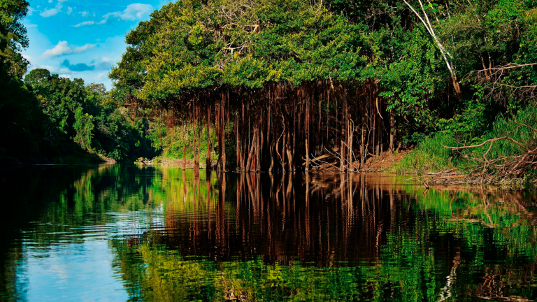 Selva amazónica. Foto EE: Especial