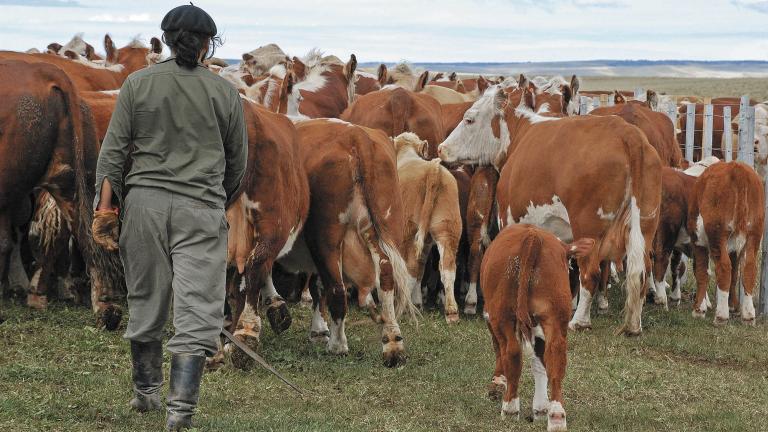 Argentina‚¥s,Ranch,And,Farming,Cattle,Won,Livestock,Cows,Bull,Calfs