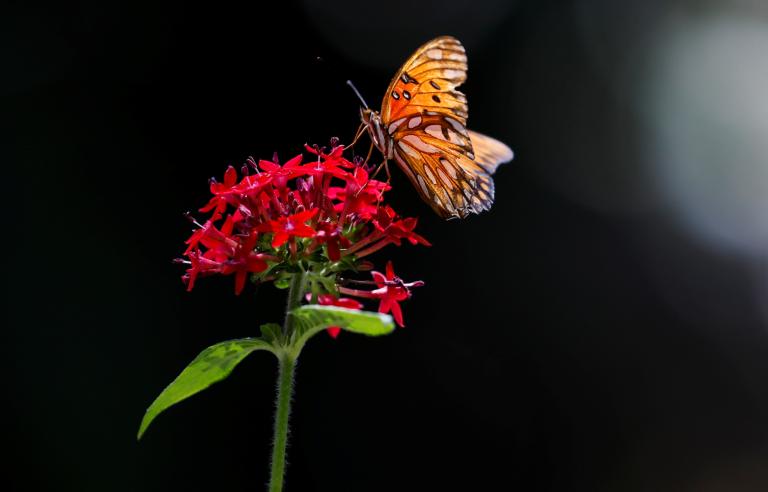 A butterfly rests on a flower at Los Angeles Zoo in Los Angeles