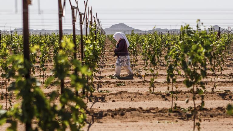 El 92% de las personas jornaleras en México labora en la informalidad. Foto: Especial