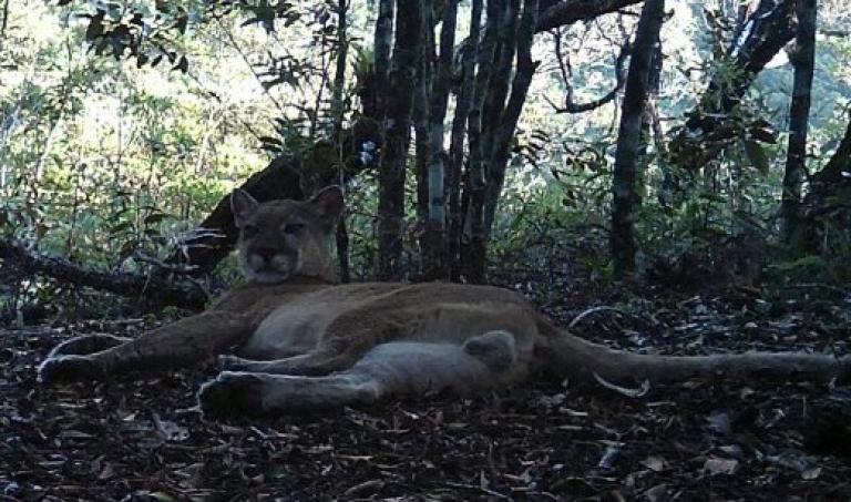 El puma concolor volvió a la ciudad de Río de Janeiro, donde se lo consideraba extinguido y había sido visto por última vez en la década de 1930. Foto: AFP.