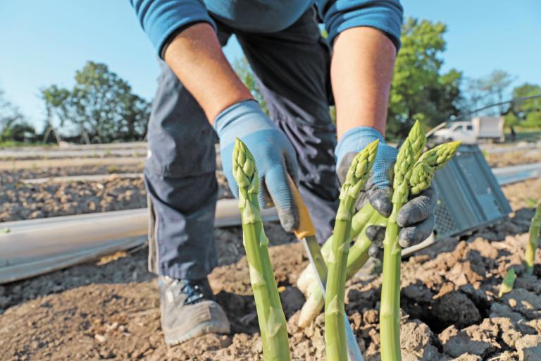 Se espera que el presente año la producción de espárragos se incremente en 326 mil toneladas.