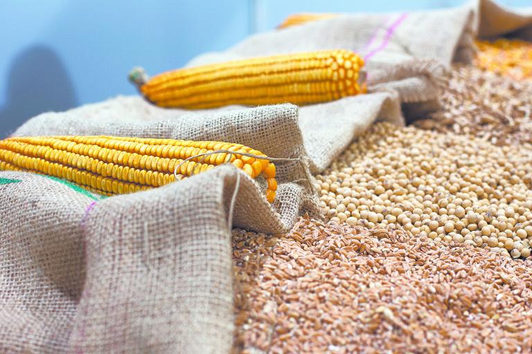 La unión de crédito ha tenido una colocación de recursos en la actividad primaria, prestando a productores de granos básicos, maíz, sorgo y soya. este año el clima ha sido benévolo con la agricultura y reportan buenas cosechas. Foto: Shutterstock