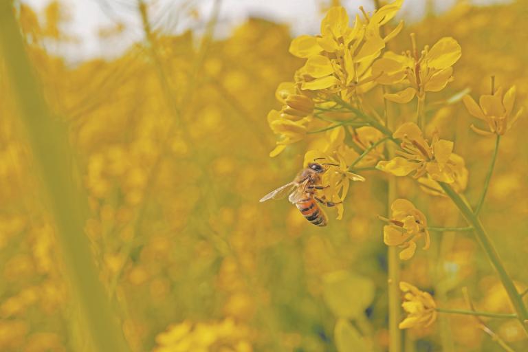 Bees,Collecting,Nectar,In,A,Yellow,Rape,Field