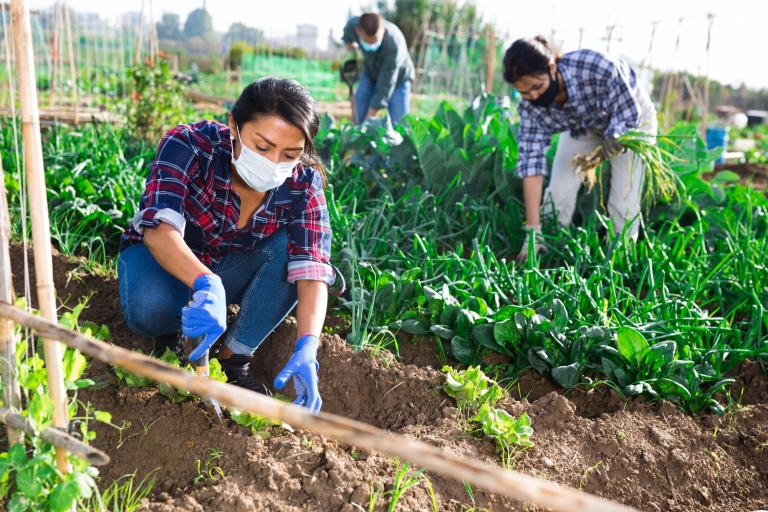 Proyectos productivos del campo en los que están involucradas mujeres son parte de los apoyo del FIRA con los recursos de su bono de género. Foto: Shutterstock