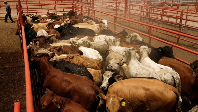 Livestock is pictured at the facilities of the Chihuahua cattle breeder's union before being exported to the U.S., at the San Jeronimo/Teresa border crossing point, on the outskirts of Ciudad Juarez, Mexico June 4, 2019. Picture taken June 4, 2019. REUTERS/Jose Luis Gonzalez