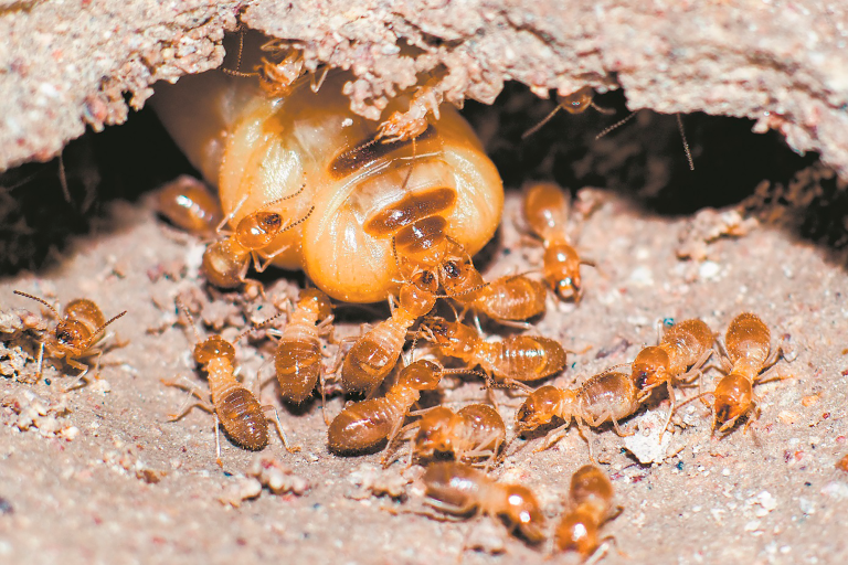 Termita reina con sus lacayos. Foto: Shutterstock