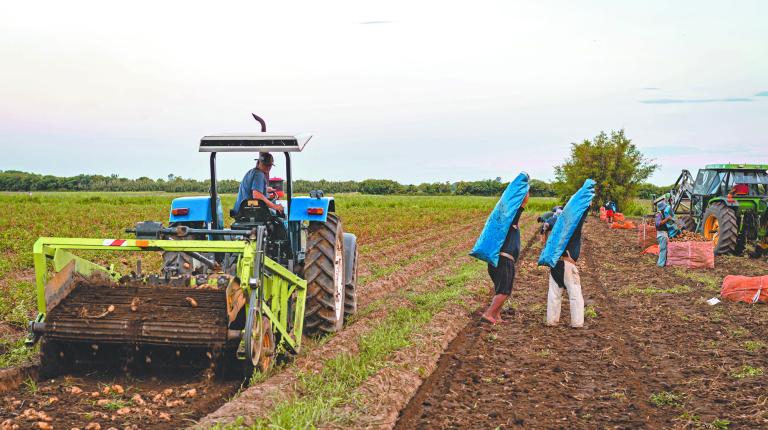 Cordoba,Argentina,3,December,2020,Organic,Potato,Harvest,In,Agriculture