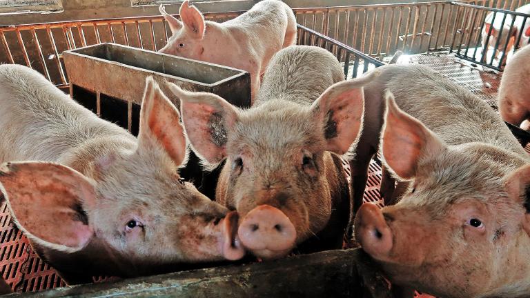 Pigs are seen on a family farm in Xiaoxinzhuang village, Hebei province, China January 25, 2018. Picture taken January 25, 2018.  REUTERS/Dominique Patton