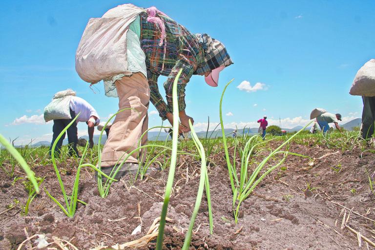 TRABAJADORES DEL CAMPO, SIEMBREA DE CEBOLLA. TRABAJADORES DE CELAYA SE TRASLADAN HASTA EL ESTADO DE QUERETARO PARA TRABAJAR EN LA SIEMBRA DE LA CEBOLLA. LA IMAGEN ES EN PEDRO ESCOBEDO QUERETARO