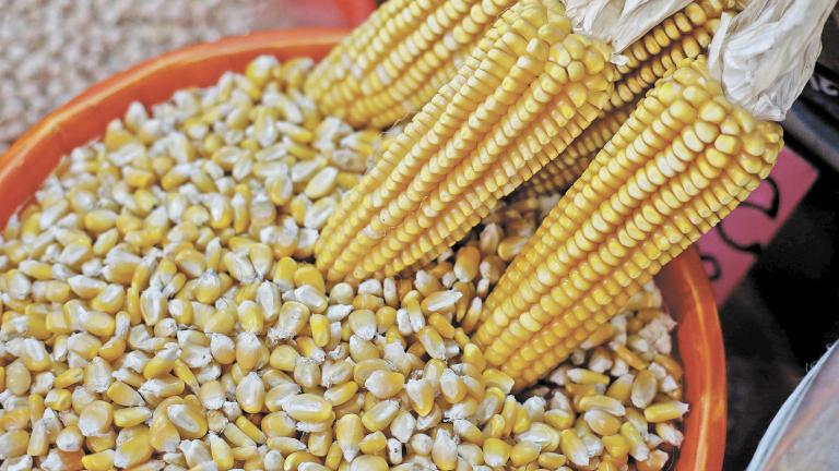 FILE PHOTO: Corn cobs and yellow corn are on display at a market in Mexico City, Mexico May 19, 2017. REUTERS/Henry Romero/File Photo-NARCH/NARCH30