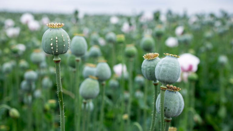 Papaverum somniferum, la raíz del opio. Foto: Shutterstock