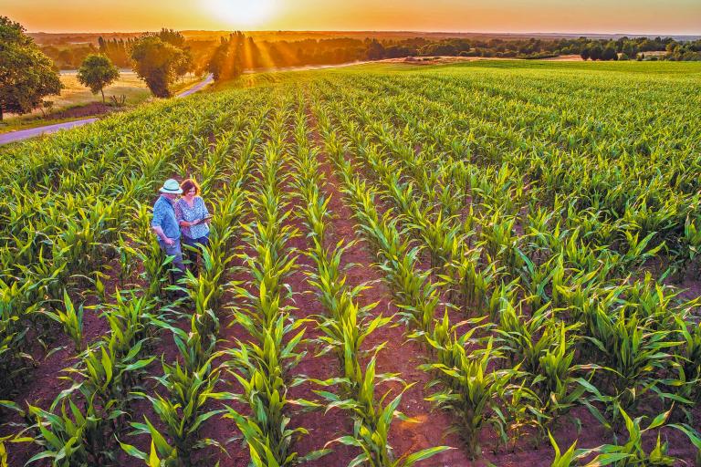 Top view. A farmer and his wife in their cornfield at sunset examine their crops on a digital tablet