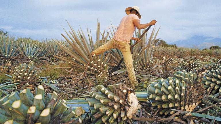 Agave Tequila Jalisco, the farmer is cutting and pushing the agave plant with his foot.