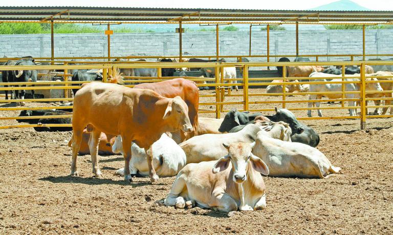 GANADO DE ENGORDA GRANJA DOLOROES, EZEQUIEL MONTES QUERETARO