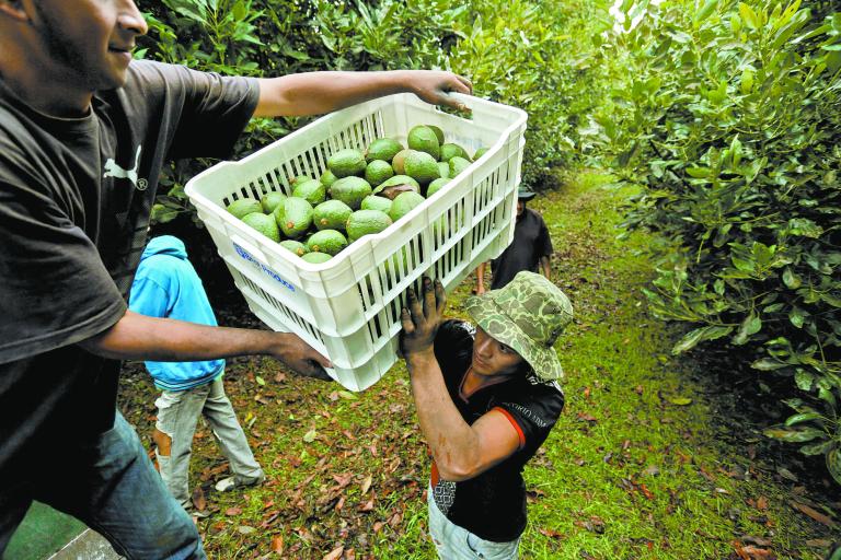 Jalisco exporta más de 113,000 toneladas anuales de aguacate a 30 países.