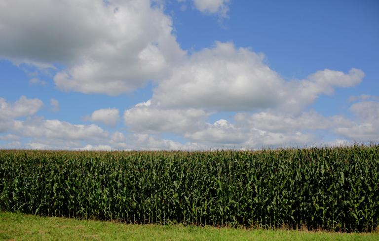 FILE PHOTO: FILE PHOTO: Clouds hover above a corn field in Iowa