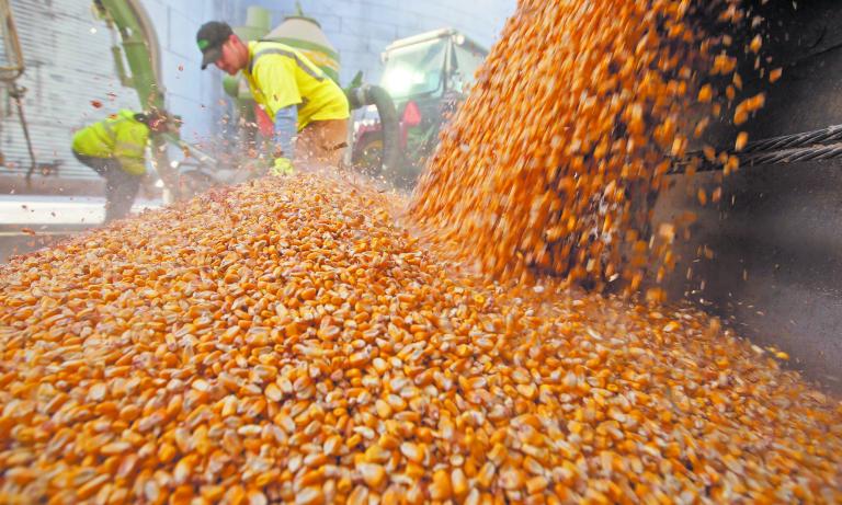 FILE PHOTO: Workers empty corn kernels from a grain bin at DeLong Company in Minooka