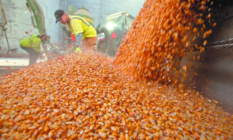 FILE PHOTO: Workers empty corn kernels from a grain bin at DeLong Company in Minooka, Illinois, September 24, 2014.   REUTERS/Jim Young/File Photo-NARCH/NARCH30