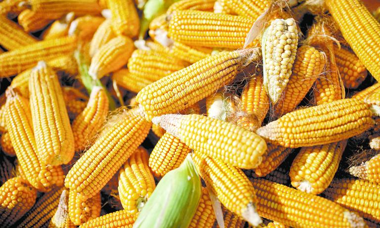 FILE PHOTO: Corn is piled in the back of a vehicle in a field on the outskirts of Jiayuguan, Gansu province, China September 28, 2020. REUTERS/Carlos Garcia Rawlins/File Photo-NARCH/NARCH30 NARCH/NARCH30