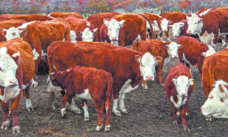 Cows,Of,Hereford,Cattle,Grazing,In,A,Pasture,In,Patagonia