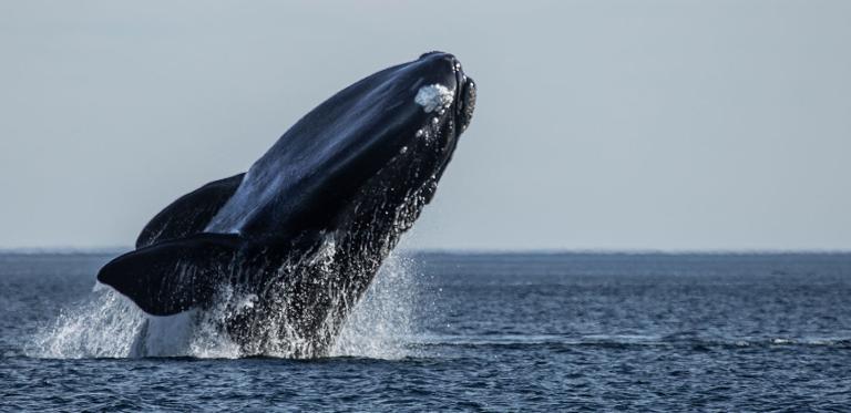 Foto: Insituto de conservación de ballenas de Argentina