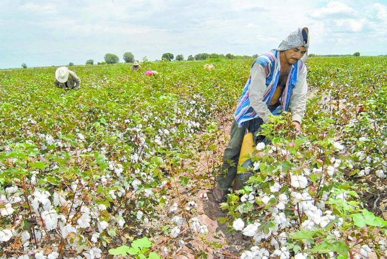 La falta de acceso a semillas genéticamente modificadas repercutiría en entidades como Tamaulipas, por ejemplo. Foto: Especial