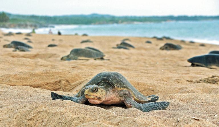 En riesgo. Dos de las seis especies de tortugas marinas que desovan en México están en peligro crítico. Foto: AFP