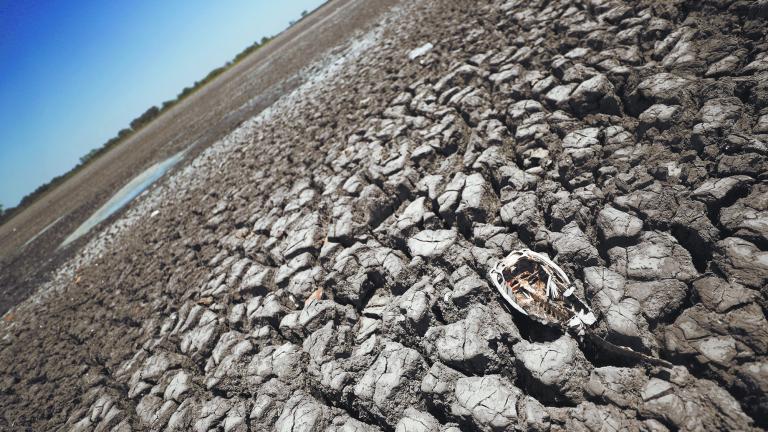 FILE PHOTO: Arid wheat fields and dead cows: a snapshot of Argentina