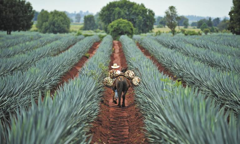 El agave Azul Tequilana Weber, la principal materia prima del tequila, su consumo creció 835% entre 1995 y 2022.