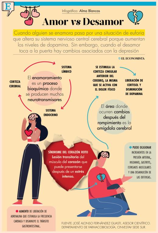 Cuando alguien está bajo los efectos del enamoramiento, pasa por una situación de euforia que altera su sistema nervioso central cerebral al aumentar los niveles de dopamina