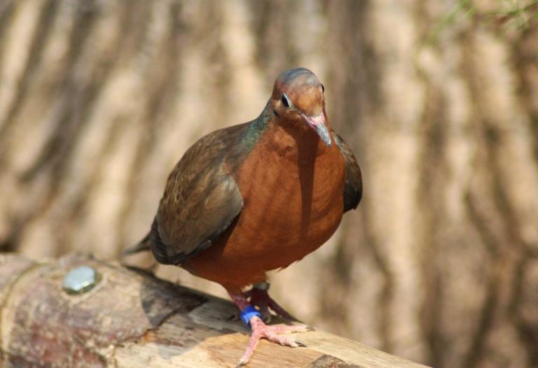 La paloma de Socorro es una de las cinco aves que están extintas en la vida silvestre. Foto: Especial