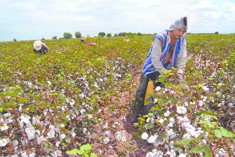 En México, la aprobación (autorización) de productos transgénicos para consumo se distingue de la aprobación (permisos) de siembra o liberación ambiental en que las autorizaciones de productos para consumo son definitivas (no limitadas en el tiempo).