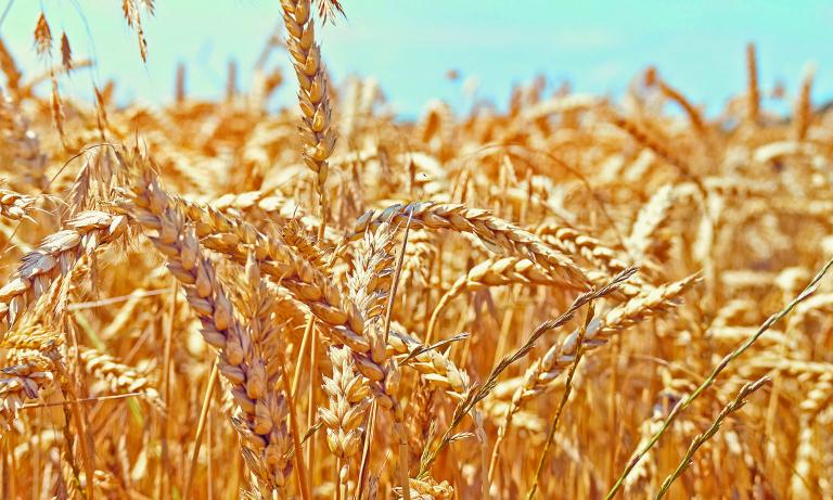 Golden ripe ears of wheat.