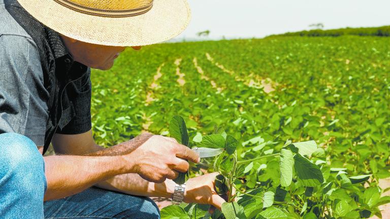 Una sequía histórica devastó la cosecha de soya en Argentina