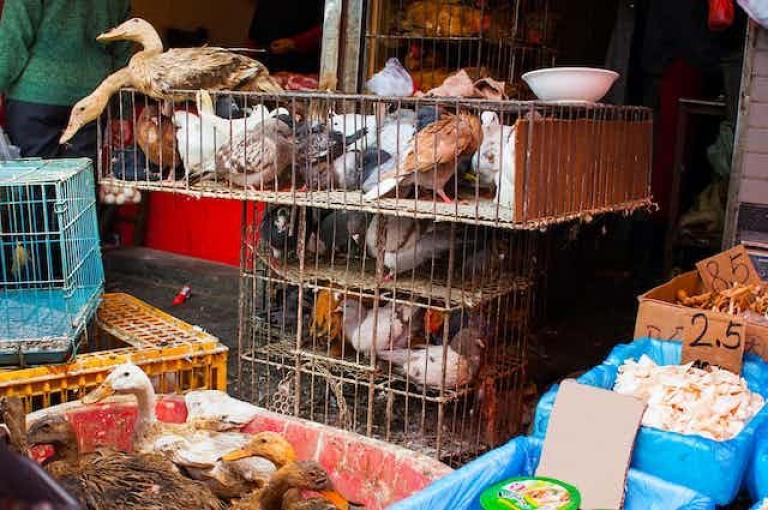 Aves en un mercado al aire libre en Shanghai (China). Foto: Shutterstock