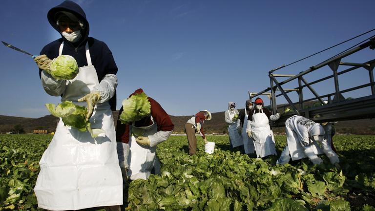 Los vegetales están presente en todo el portafolio de productos de Knorr