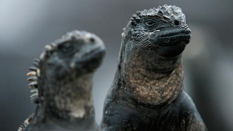 Iguanas marinas en las Isalas Galápagos. Foto: Reuters